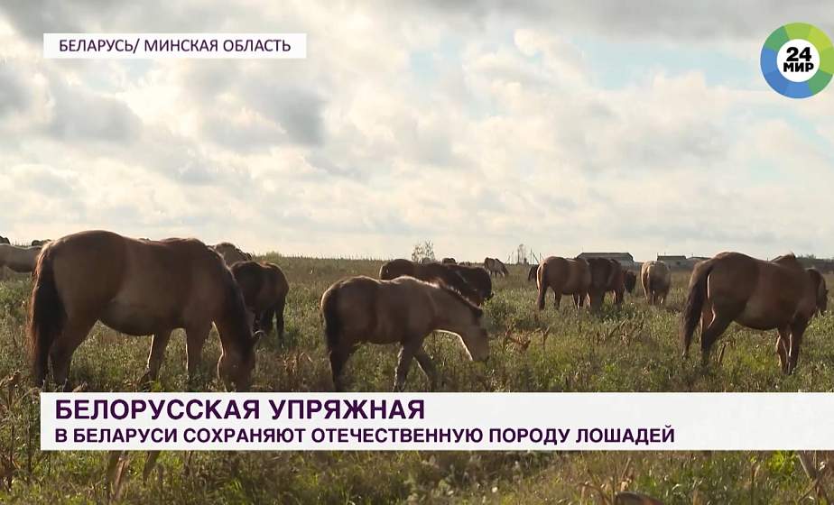 Белорусская упряжная порода лошадей попала под защиту зоологов