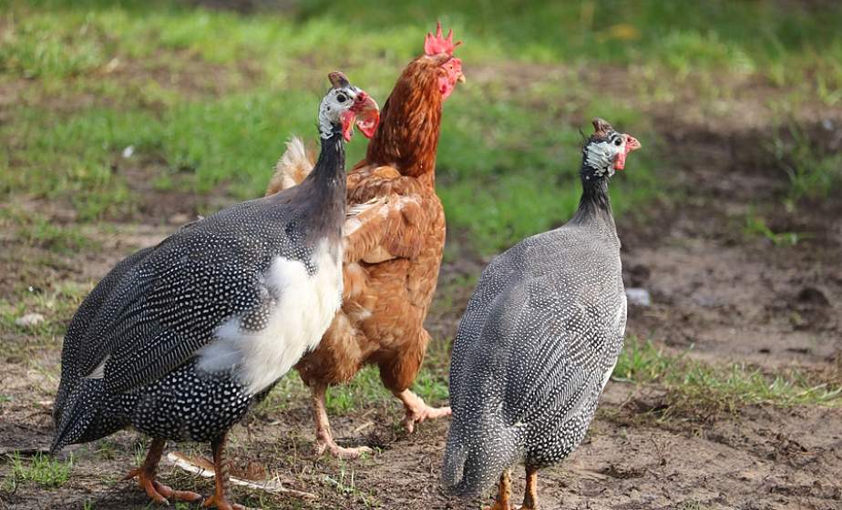 Царская курочка, которая ходит сама по себе. Жительница Лиды рассказала о цесарках, которых держит на своем подворье