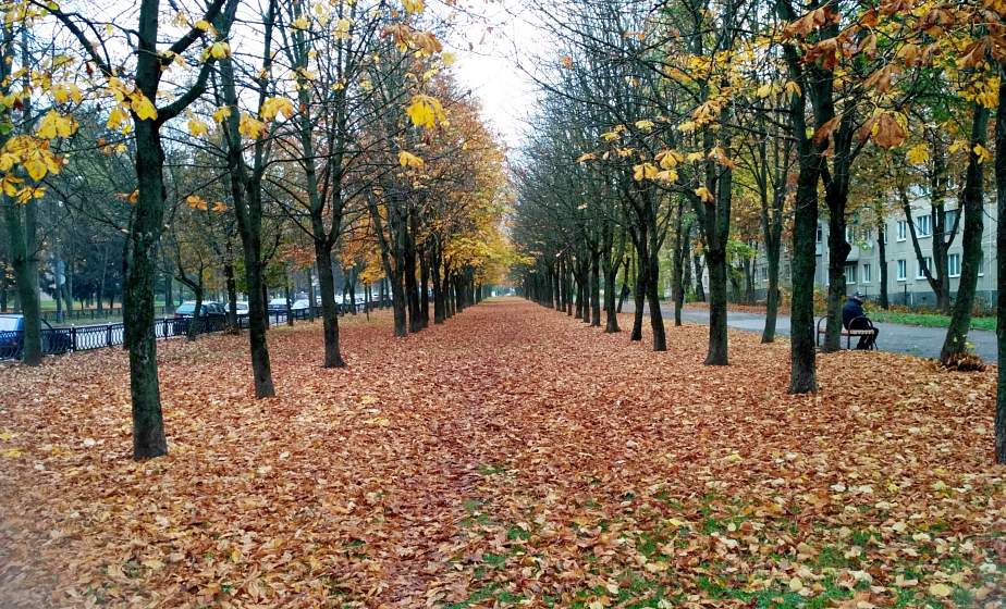 До +6°C, мокрый снег и дожди. Погода на неделю с 9 по 15 ноября. Подробный прогноз (+видео)