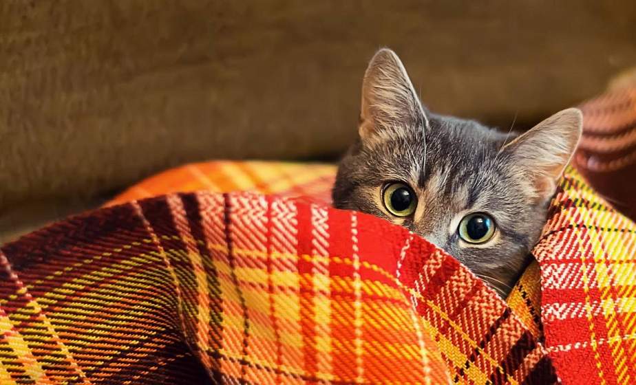 До -3°С ожидается в Беларуси ночью 10 ноября