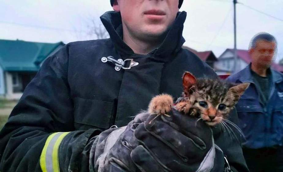 Сморгонские спасатели спасли застрявшего в машине котенка 
