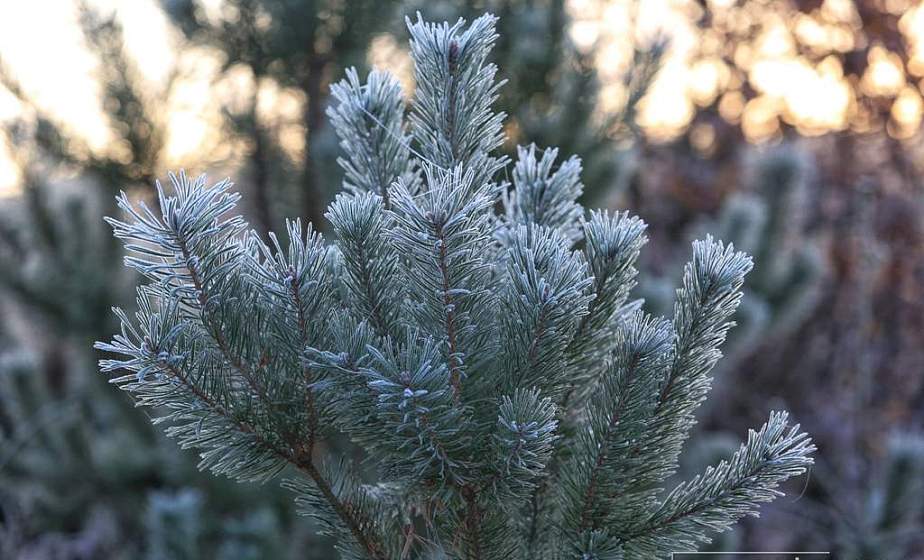 Ночные заморозки и без существенных осадков ожидается в Беларуси 12 ноября