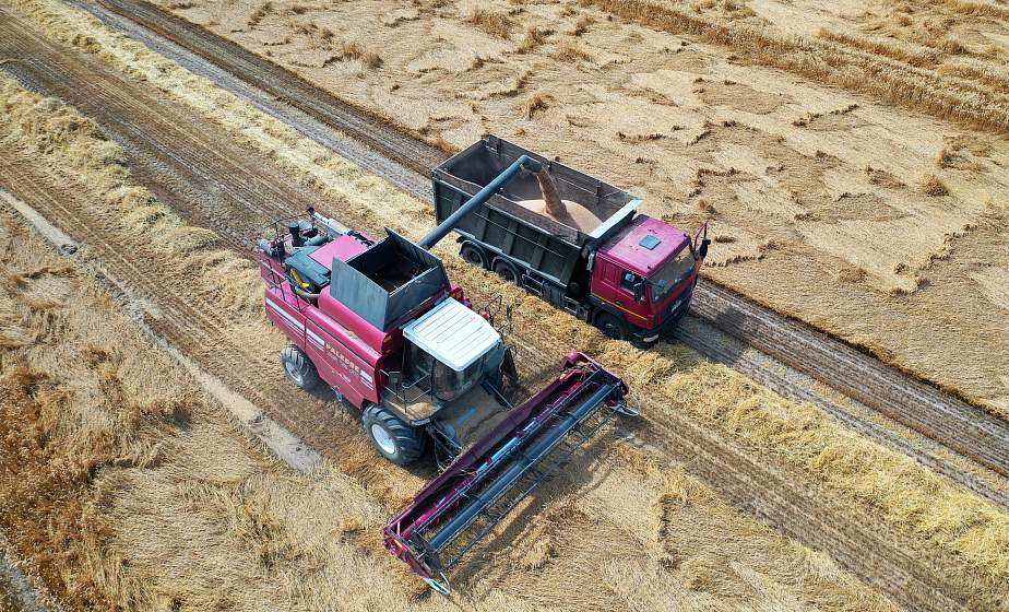 «Приятно осознавать, что в весомом каравае Гродненщины есть зерно твоего труда». Блиц-интервью с аграриями региона