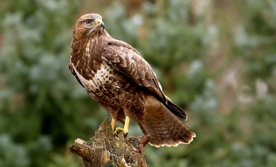 Жителя Берестовицкого района уличили в незаконной охоте с помощью капкана