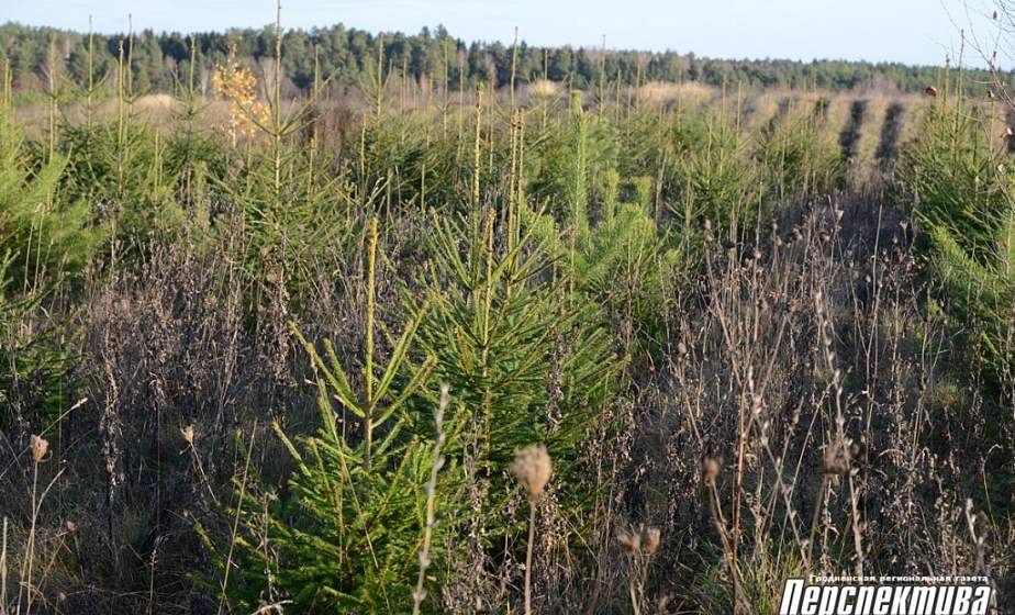 Зеленые плантации: где в Гродненском районе выращивают новогодние деревья? (+видео)