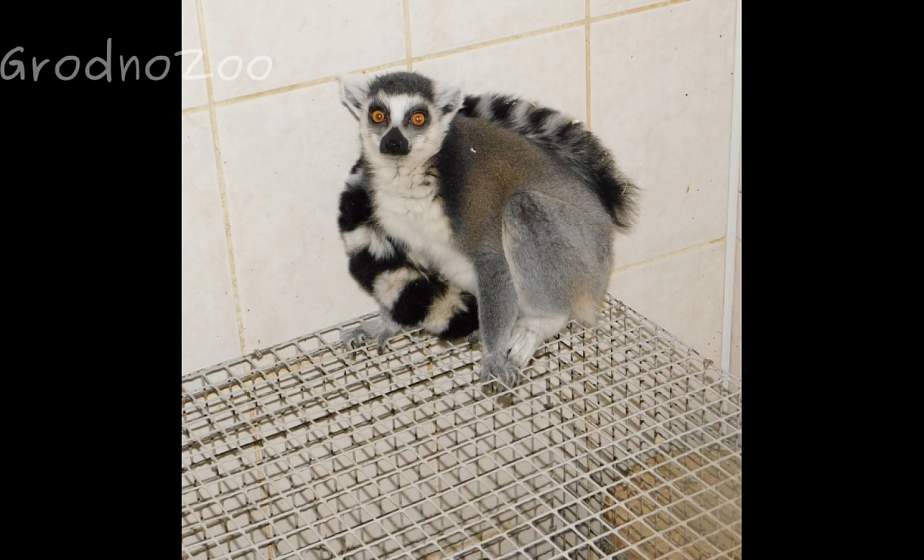 Первое, что попробовала из белорусской кухни –  вареная картошка и белый хлеб. В зоопарке Гродно новый обитатель