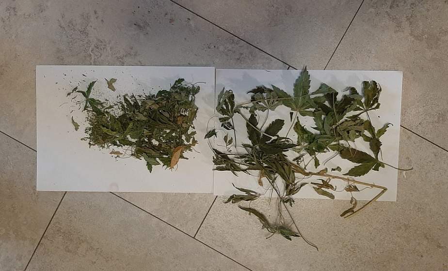 В Гродно мужчина выращивал коноплю в своем шкафу