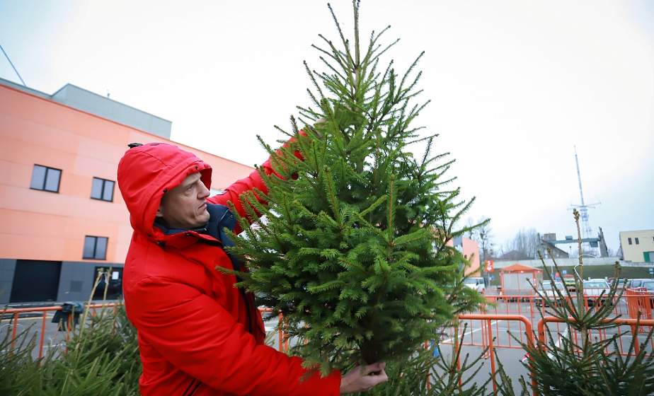 Новогодние елочные базары открылись в Гродно. Даем адреса продаж