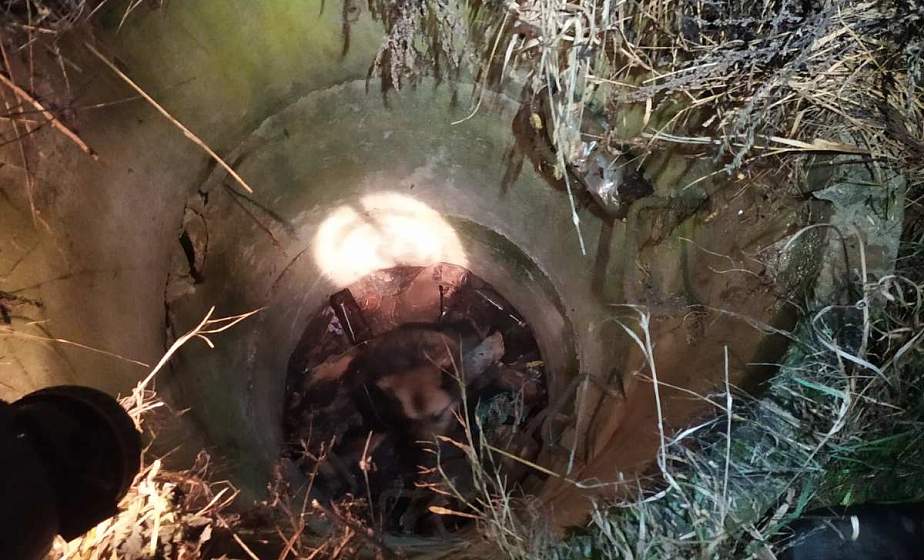 В деревне возле Ивья спасатели достали из 3-метрового колодца собаку 