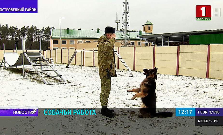 Более 100 кг наркотиков ежегодно на границе задерживают служебные собаки. Все ли породы пригодны для пограничной службы?