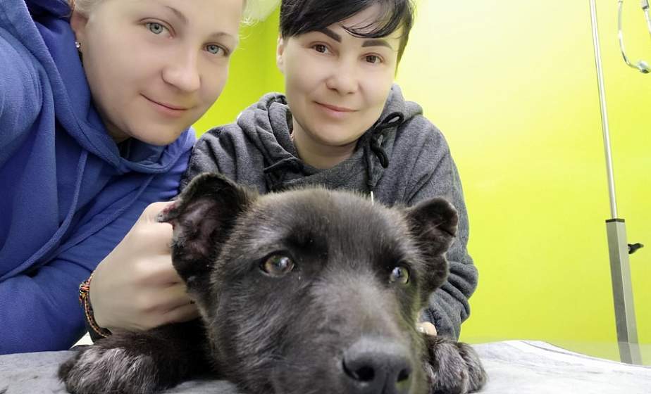 «Спасать животных – наше призвание». В Лидском районе десятки четвероногих ищут дом и доброго хозяина
