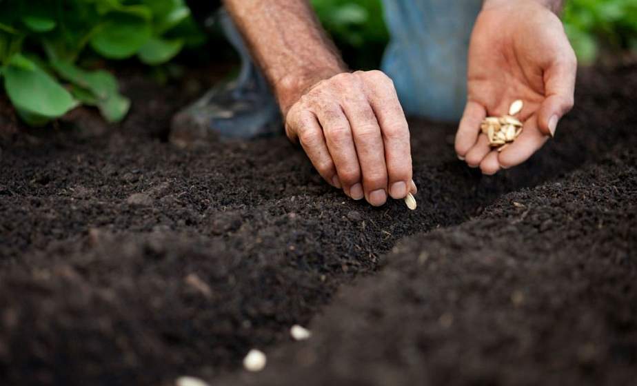 Когда лучше сажать морковь и зачем ждать новолуние для редиса. Посевной лунный календарь на 2021 год