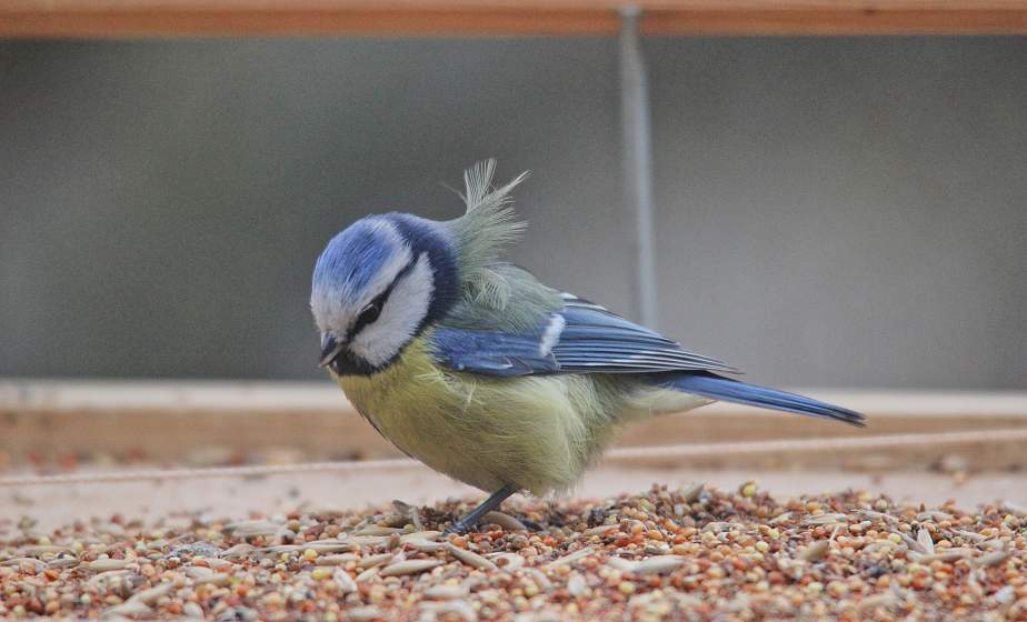 Отправиться на фотоохоту за птицами предлагают всем желающим 20 февраля