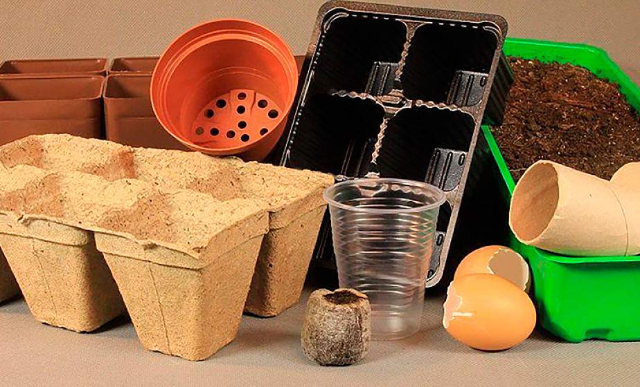 Какую емкость выбрать для рассады? Специалист советует