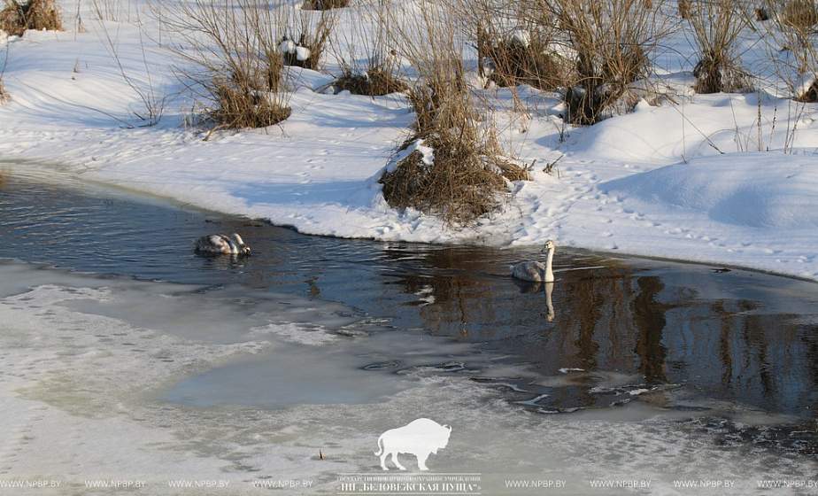 Хэппи-энд и новая жизнь. Как в Беловежской пуще отпускали на волю лебедя, спасенного в мороз  