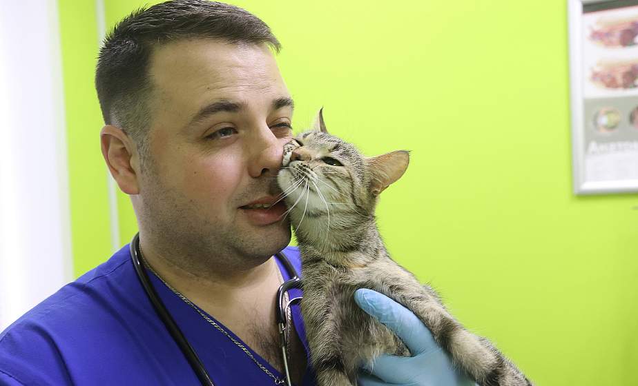В Лиде проводят уникальную операцию по протезированию передних лап у кошки