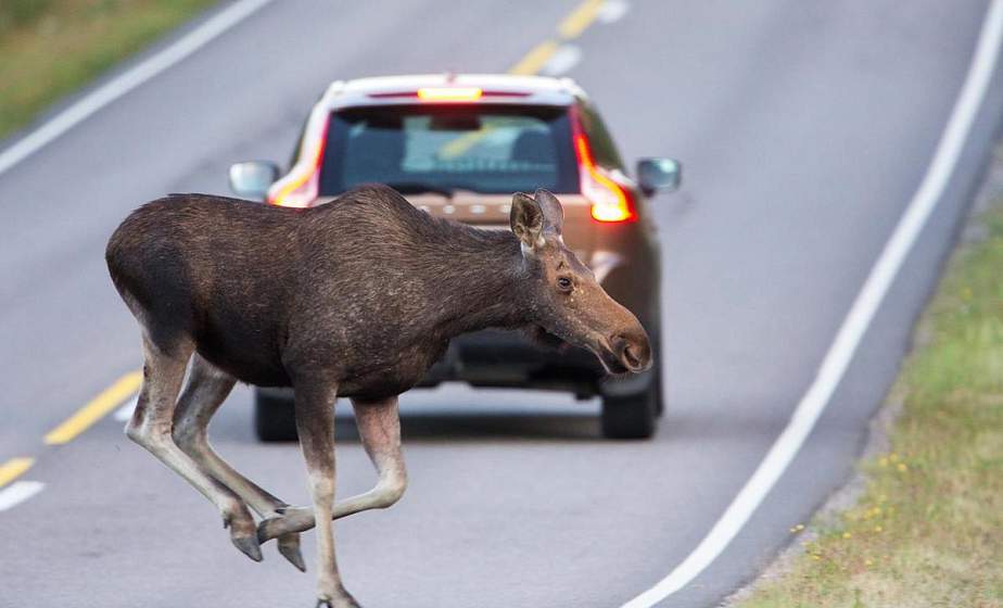 Животные тоже попадают в аварии. В Гродненском районе произошло ДТП с участием лося