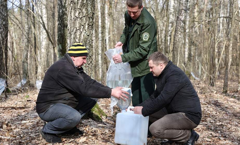Из тысяч берез и на экспорт за рубеж. В гродненских лесах началась заготовка березового сока