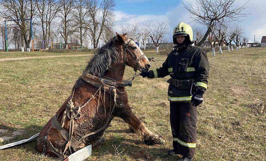 Юлий свободен и чувствует себя хорошо. В Зельве спасатели помогли выбраться из вымоины застрявшему коню