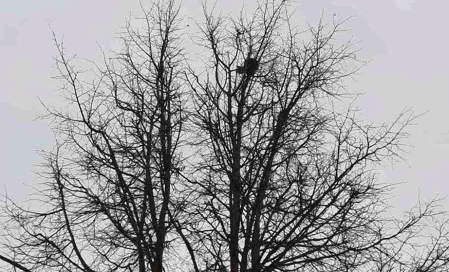 Обессилел и боялся спуститься. Лидские спасатели сняли с верхушки дерева кота, который провел там несколько дней