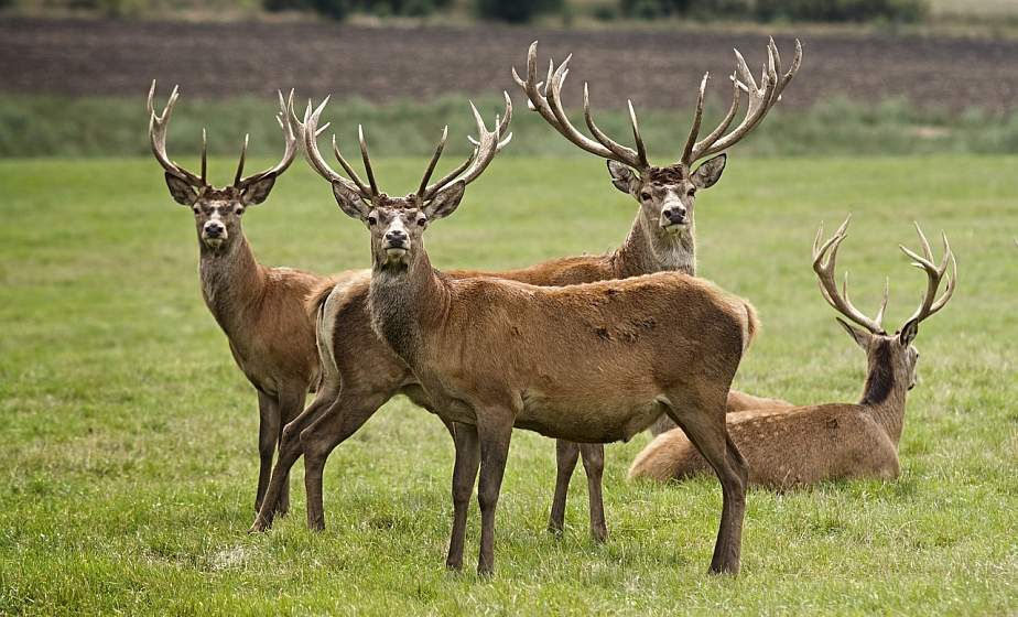 Численность благородного оленя за пять лет выросла на 113 % — Минлесхоз