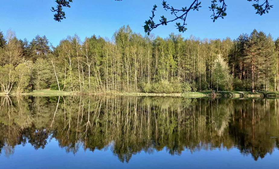 За городом красота: небо и лес отражаются в воде, и деревья как живые. Первые теплые пейзажи поздней весны
