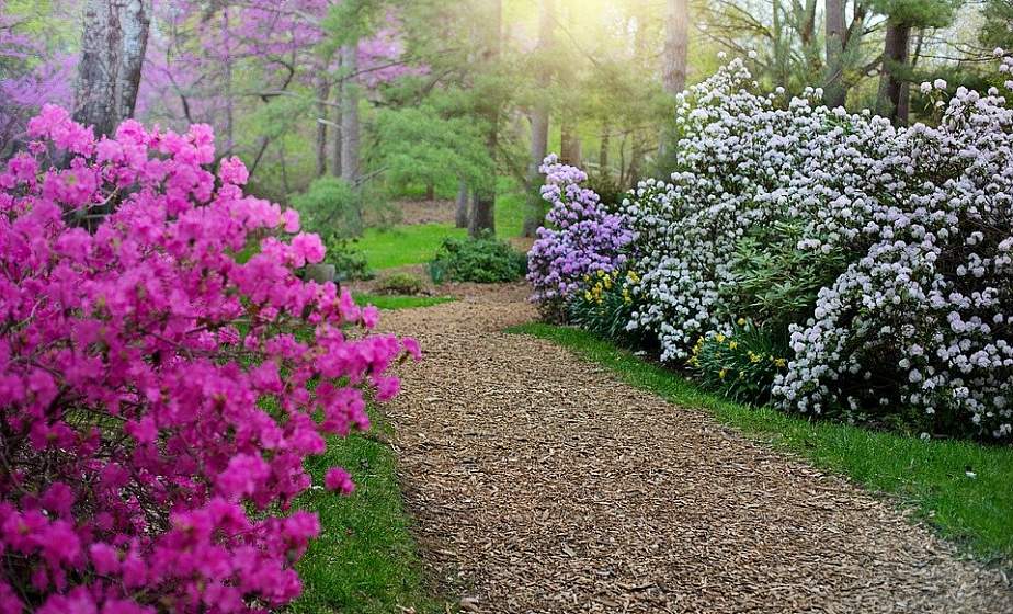 Дачные советы. Как вырастить на участке рододендрон