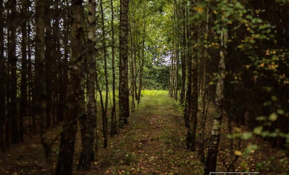 Опасность тихой охоты: в лесах Гродненской области за месяц заблудились три человека