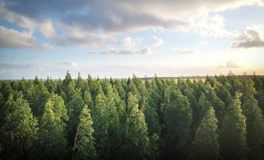 В 75 районах Беларуси введены ограничения и запреты на посещения лесов