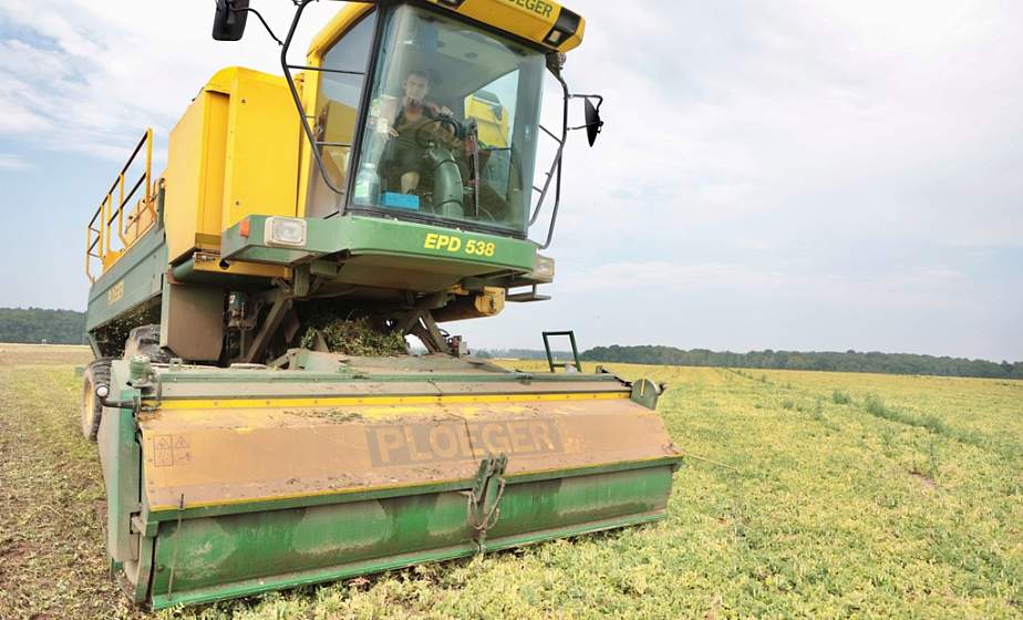 В Гродненском районе убирают зеленый горошек