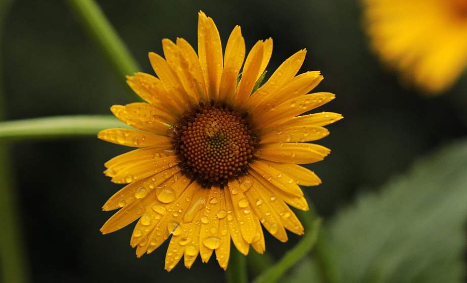 Дожди и грозы ожидаются в Беларуси 5 августа