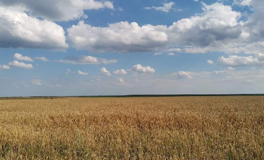 Хозяйства Гродненщины завершают уборку озимого рапса