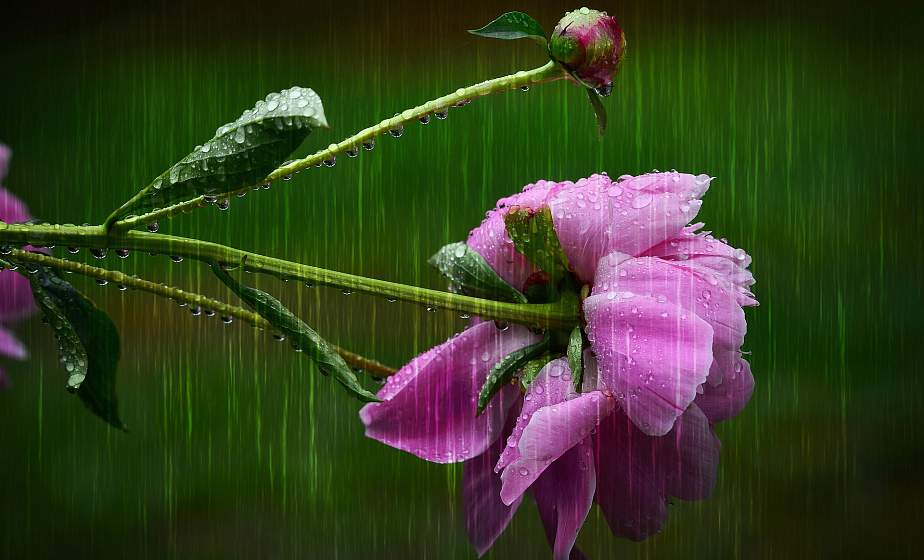 Дожди и грозы ожидаются в Беларуси 7 августа