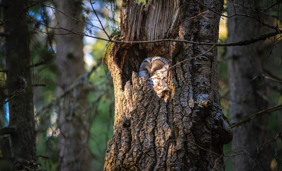 Желтый уровень опасности объявлен на 16 августа из-за жары