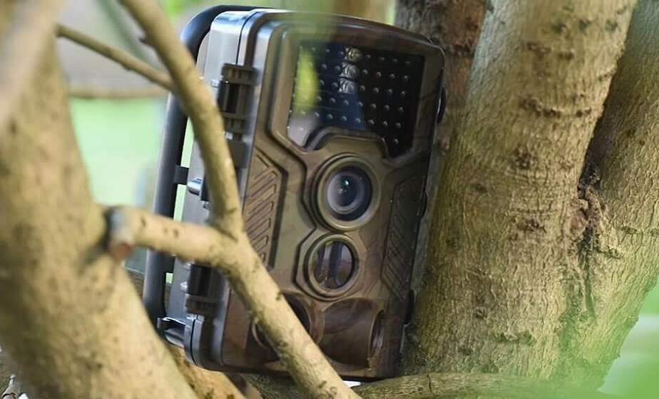 Похититель ловушек. В Мостовском районе парень, подозреваемый в выращивании наркотических растений, украл фотоловушку