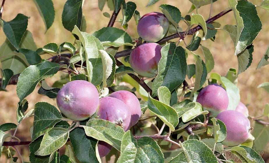 Какой уход нужен яблоне