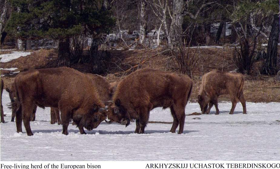 Родословная зубров-2020 выпущена в Беловежском национальном парке