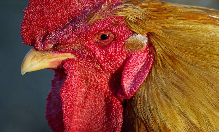 Кража пернатого имущества. В Волковыске похитили кур из сарая