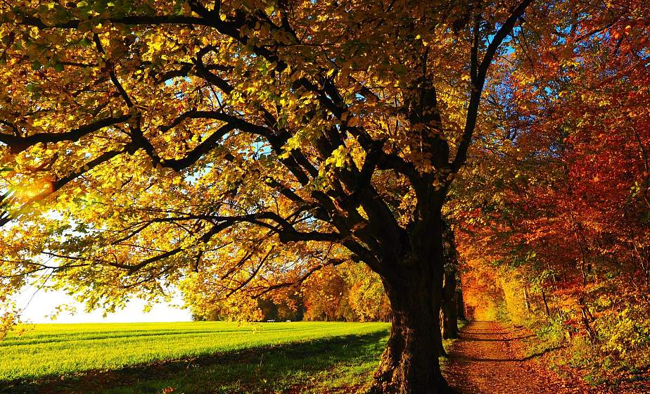 Ночные заморозки ожидаются местами по Беларуси 7 октября