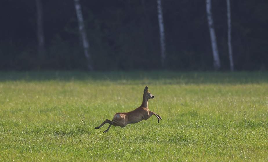 ФОТОФАКТ: Осень в Налибокской пуще