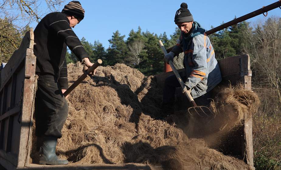 В Щучинском районе приступили к уборке корня валерьяны (+видео) 