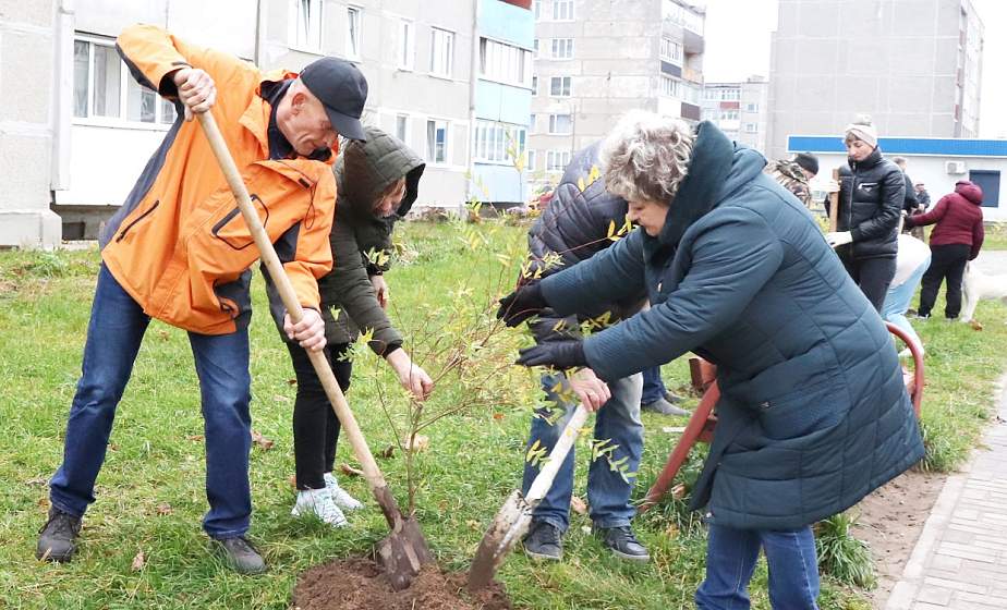 Доброе дело в канун знаменательной даты. В Ивье высадили Аллею семьи
