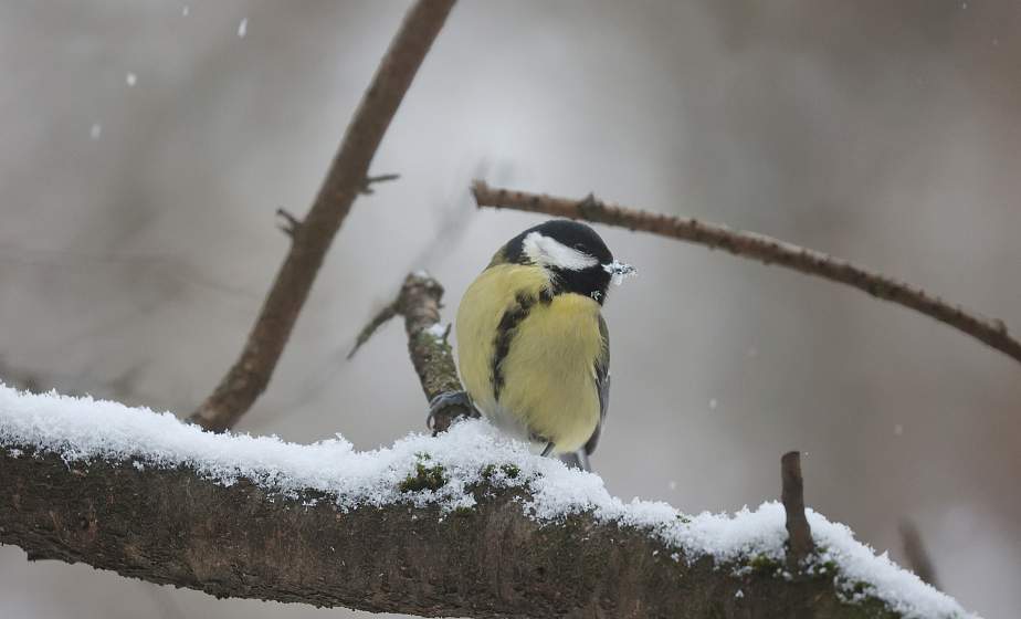 ФОТОФАКТ: Обитатели Румлевского парка зимой