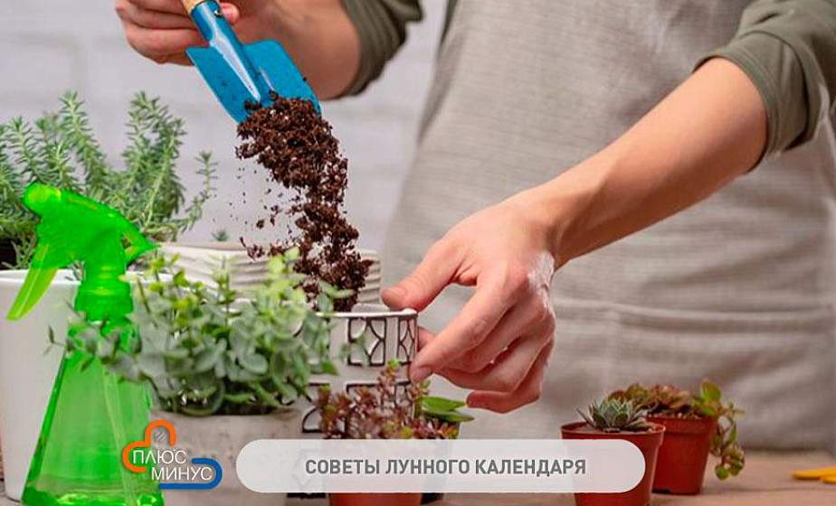 Советуют сеять микрозелень и высаживать растения на рассаду. Лунный календарь садовода на неделю с 20 по 26 декабря