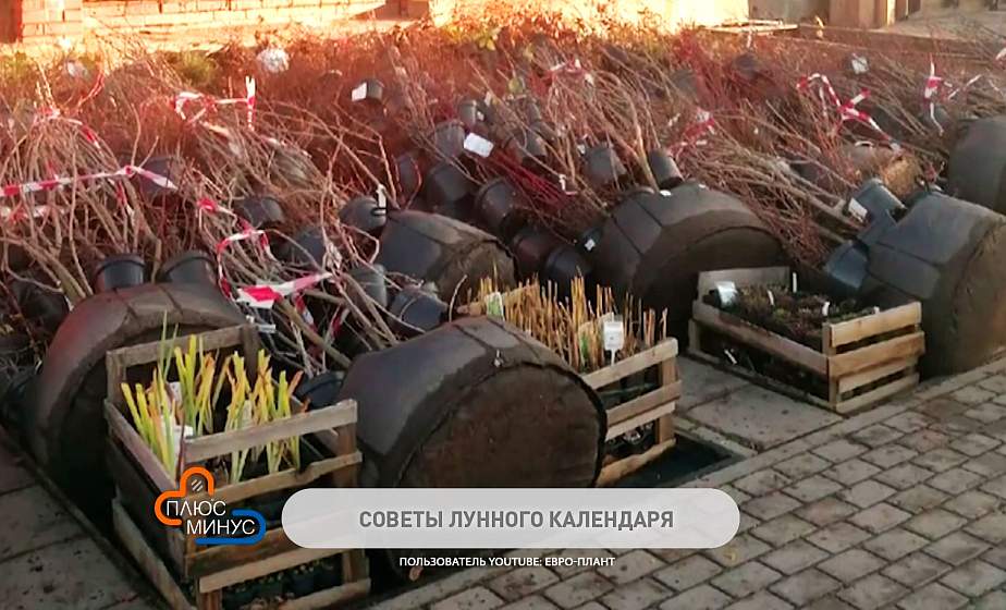 Сверим план садово-огородных работ с лунным календарём. Подробный список на неделю с 10 по 16 января (+видео)