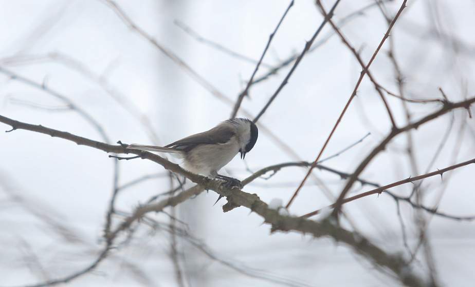 Синоптики прогнозируют в Беларуси сильный ветер и гололедицу