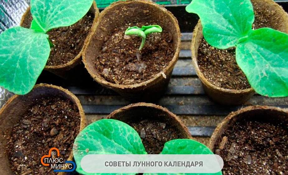 В новолуние все растения становятся крайне уязвимыми. Чем заняться садоводу в начале февраля?