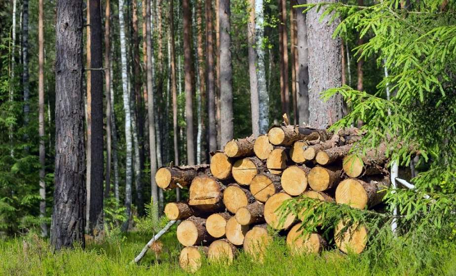 Лесхозы просят помочь в уборке захламленности на ветровально-буреломных участках. А заодно запастись дровами на следующий сезон
