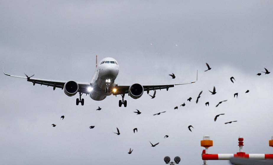 Рейсы авиакомпании Turkish Airlines в Минск отменены