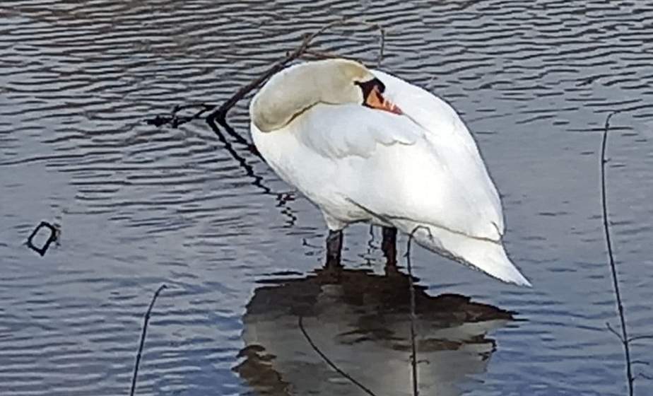 ФОТОФАКТ: Одинокий лебедь на озере в Коптевке